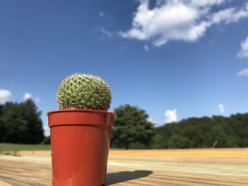 Small spherical cactus in small brown pot against sky backdrop