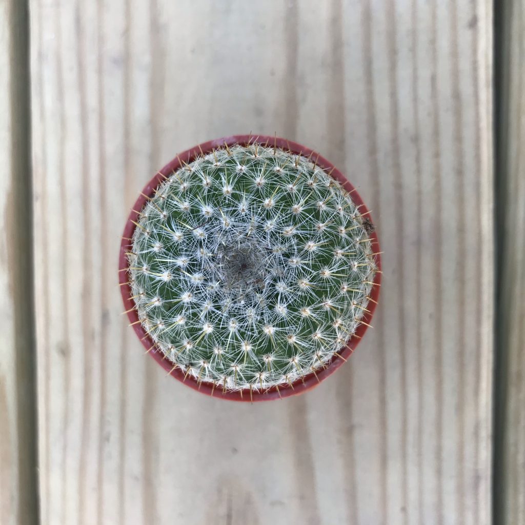 Image of small spherical cactus from above